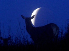 Reindeer are seen silhouetted against the moon during a lunar eclipse near the village of Yavterishki, some 250 kilometers north from Minsk on September 28, 2015.