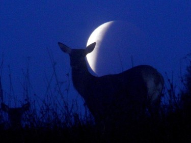 Reindeer are seen silhouetted against the moon during a lunar eclipse near the village of Yavterishki, some 250 kilometers north from Minsk on September 28, 2015. The combination of a supermoon and total lunar eclipse last occurred in 1982 and will not happen again until 2033.