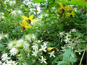 Both late season bloomers, Clematis virginiana (white) and C. tangutica (yellow) are vigorous vines that can be used as beautiful cover-ups in the garden.

Credit: Ailsa Francis