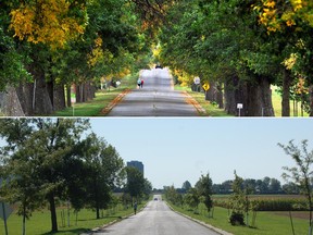 Effects of the damage caused by the Emerald Ash Borer can be seen in these two views of the Central Experimental Farm's Ash Lane: this was a magnificent tree-lined lane on September 29, 2011, top, and on September 15, 2015 is awaiting the growth of replacement trees.