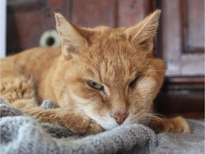 Erik The Red rests on a table in the chart room of the CSS Acadia in Halifax, N.S., during his retirement party on Sunday, Sept. 20, 2015. The tabby cat has been the rodent control officer aboard the ship for more than 15 years.