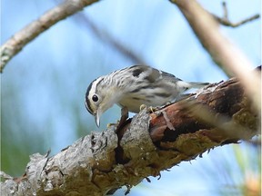 Warblers continue to pass through the area and the Black and White Warbler has been reported by numerous birders.