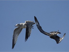 A Parasitic Jaeger in hot pursuit. The Parasitic Jaeger is also known as the Pirate of the Seas. Jaegers harass gulls  forcing them to drop or regurgitate their food.