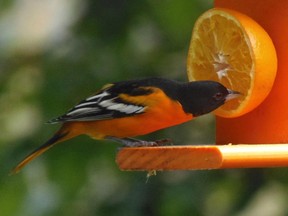 A male Baltimore Oriole takes advantage of a fruit feeder. During the winter months in southern United States and further south, fruit feeders can be very popular for attracting numerous species of birds.