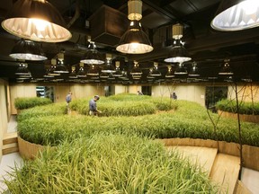An employee inspects the crop in the rice field room at Pasona O2 in Tokyo.