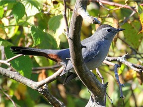 The Gray Catbird can sometimes be heard giving its cat-like meow.
