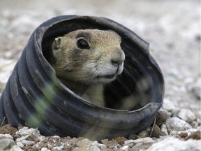 In this Aug. 6, 2015 photo, a prairie dog looks from a artificial burrow made from irrigation piping after arriving at the remote site in the desert, some 25 miles away from Cedar City, Utah. State biologists were out this summer rounding up prairie dogs that have overrun a small southern Utah town and moving them where they can't wreak havoc.