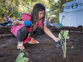 Jennifer Tran, 7, plants a blue violet which came from the principal's own garden, as the students of St. Anthony Catholic School on Booth Street team up with volunteers and Ecology Ottawa to replace their pavement-covered schoolyard with flower-filled gardens.