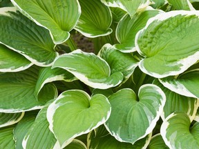 Learn about Hostas.