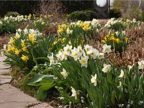 Narcissus are winter-hardy, fragrant and bloom earlier than most spring bulbs.