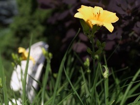 Learn to get more daylilies in your garden this week.