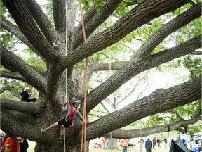 The Ontario Tree Climbing Championship took place at Dominion Arboretum in the Experimental Farm Saturday September 12, 2015. Eight year old Noah Geert checks out the tree climbing gear set up for "Climb for All Ages" where spectators of all ages can climbing like an arborist.
