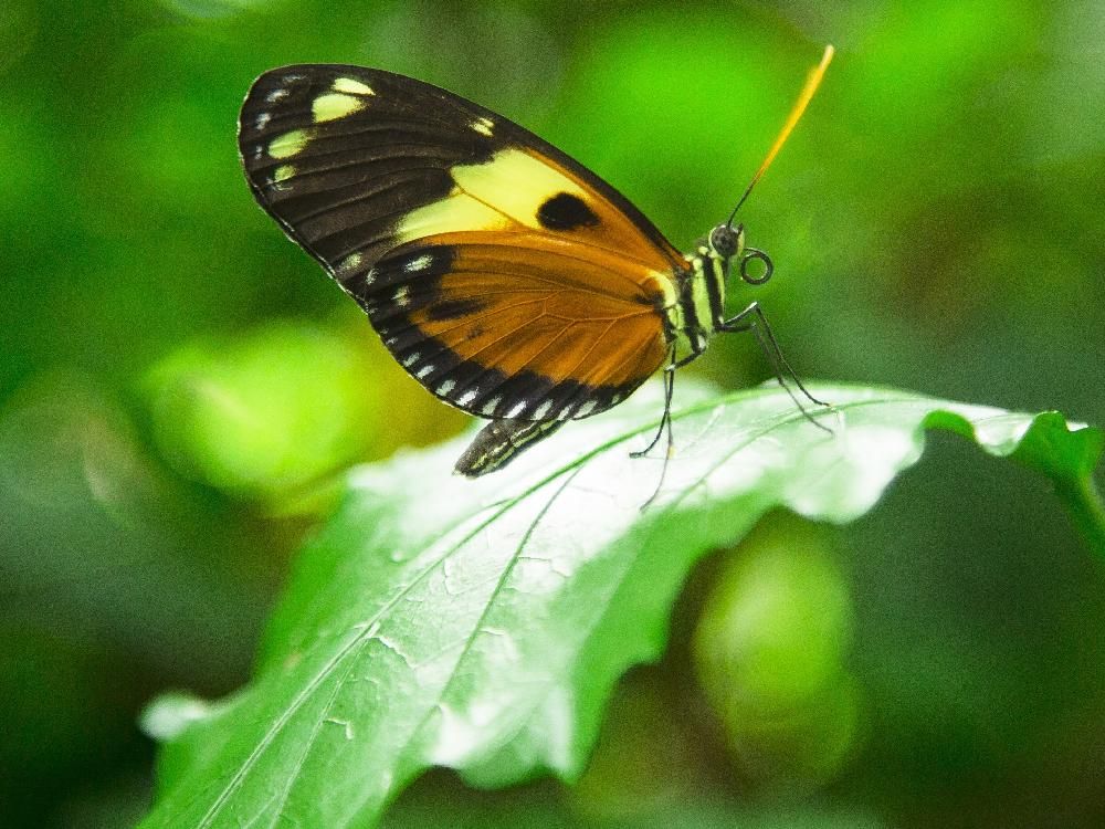 Video and photos Annual butterfly show at Carleton University Ottawa