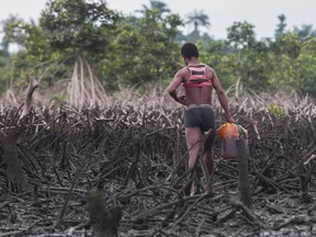 A local man outside Bodo walks through a devestated mangrove forest still slicked with oil seven years after the Shell oil spills.
