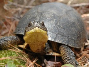 The endangered Blanding’s turtle, recognizable by its bright yellow chin and throat, was the chief concern in a recent court case that stopped a major wind farm project in Ontario.