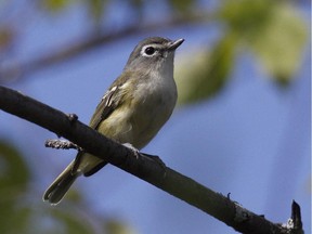 The Blue-headed Vireo, formerly Solitary Vireo is a regular fall migrant in our area. It's easily recognized by its large white spectacles.