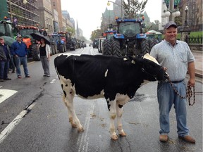 A dairy farmer protests the Trans-Pacific Partnership (TTP) on September 29, 2015 in Ottawa, Ontario. A cow and hundreds of dairy farmers driving tractors blocked road access to Canada's parliament Tuesday to protest agricultural concessions in trade talks with other Pacific Rim countries.The protesters representing 12,234 family farms across Canada said they fear opening up the Canadian market to foreign milk imports will harm their supply-managed industry.