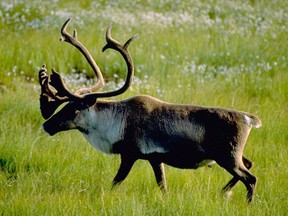 Wildlife triage might mean forgoing herculean efforts to save the near-vanished southern herds of caribou to spend more on populations with a better chance of survival farther north.