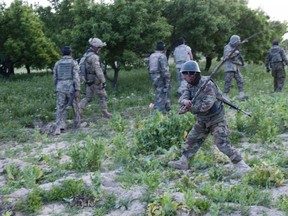 An Afghan National Army Soldier, from the 1st Kandak, 2nd Brigade, 205th Corps, Shinkai district, destroys opium poppy plants discovered during a routine patrol, outside the village of Samogay, Afghanistan, May 7, 2012. Photo from U.S. Defense Department