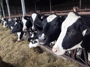 Cows are seen at a dairy farm on Tuesday, August 11, 2015 in Danville, Que.