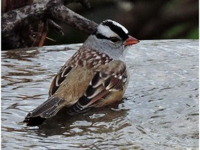 For the White-crowned Sparrow, during migration, water for bathing and drinking is important.