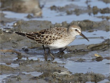 The month of October is a good time to look for White-rumped Sandpipers. With low water levels this species is being reported from many locations along the Ottawa River.