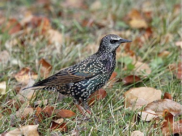 In fall plumage the European Starling can be a challenge to  identify. Always look at the shape of the bird and use a bird field guide.
