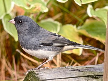 Feeder watchers have reported an increase in Dark-eyed Juncos.