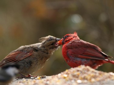 Like our own children- a Northern Cardinal young is persistent in pursuit of a free meal.