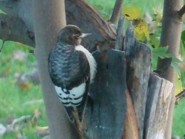 A surprise visitor was an immature  Red-headed Woodpecker. Unlike the adults the young donít have a red head.