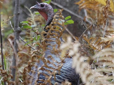 Wild Turkeys continue to be reported for many locations in the Ottawa-Gatineau district.