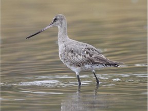 A lone Hudsonian Godwit fuels up before continuing its long flight  to South America where it winters.