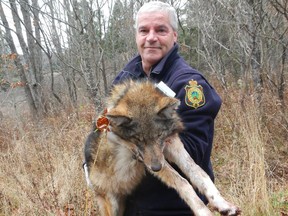 Eastern coyote was captured and collared by the National Capital Commission.