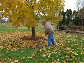Raking up leaves every fall is hard work, but Citizen gardening columnist Mark Cullen says they make a great winter blanket for your gardens.