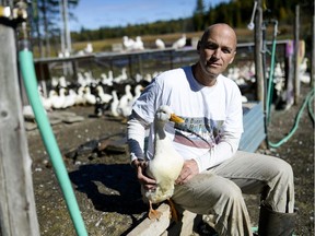 Matt McDougall had a crazy idea that he wanted to raise 1,000 ducks on YouTube, but he wanted to have a purpose for raising that many ducks.