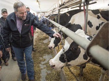 NDP Leader Tom Mulcair  campaigned against the TPP, which, among other provisions, would have a profound impact on the dairy industry.