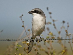 Canada’s Eastern loggerhead shrike population has reached a new low.