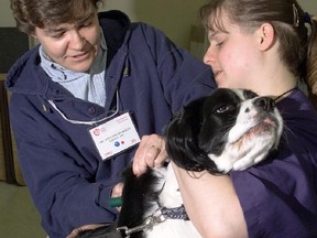 A Springer Spaniel, has an identification microchip implanted between his shoulders.