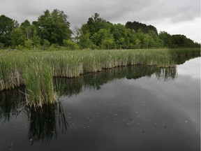 The Mer Bleue conservation area.