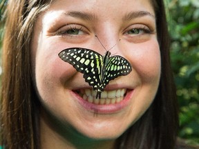 Butterflies will probably land on you, though maybe not the nose, at the annual event at Carleton University.