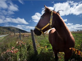 Try a horse ride along the Eardley Escarpment.