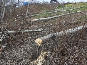 A row of hardwood trees felled by industrious beavers behind the Rockcliffe Yacht Club.