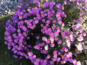 More luminous pink than red in a momentary shadow, Chrysanthemum 'Red Chimo' is a late season showstopper in the garden