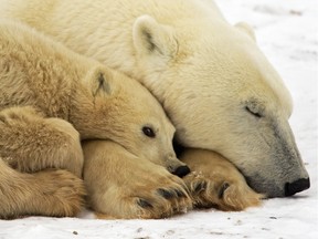 In this file photo taken on November 13, 2007, a mother polar bear sleeps on the frozen tundra with her cub, waiting for the Hudson Bay to freeze over outside Churchill, Manitoba, Canada.
