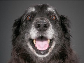Chopper, an 11-year-old mixed breed, is seen in this undated handout photo from "Old Faithful" by Pete Thorne.