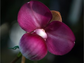 A Phagmipedium Kouvchii orchid.