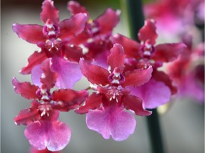 The Orchid society has its annual auction today.