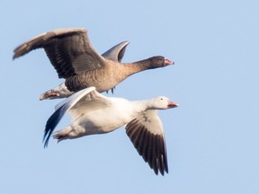 This Pink-footed Goose (top) was spotted east of Casselman at the junction of Hwys. 417 and 138.  Ontario's first record of a Pink-footed Goose was discovered on Oct.30 in a massive flock of Snow Geese just east of Casselman. This is the second time this year that Eastern Ontario has hosted a new species for Ontario. On June 2, a Little Egret was discovered along the Carp River in Carp by Ben Di Labio.