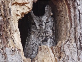 The Eastern Screech-Owl is a scarce permanent resident in our area. Their preferred habitat includes city woodlots, ravines and wooded areas along creeks.
