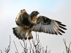 Watch for Rough-legged Hawks in open areas along highways and back roads. This species winters in small numbers in our region.